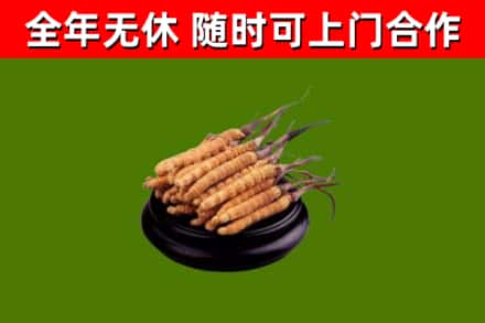 林芝回收散虫草