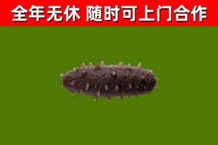 林芝回收海参干